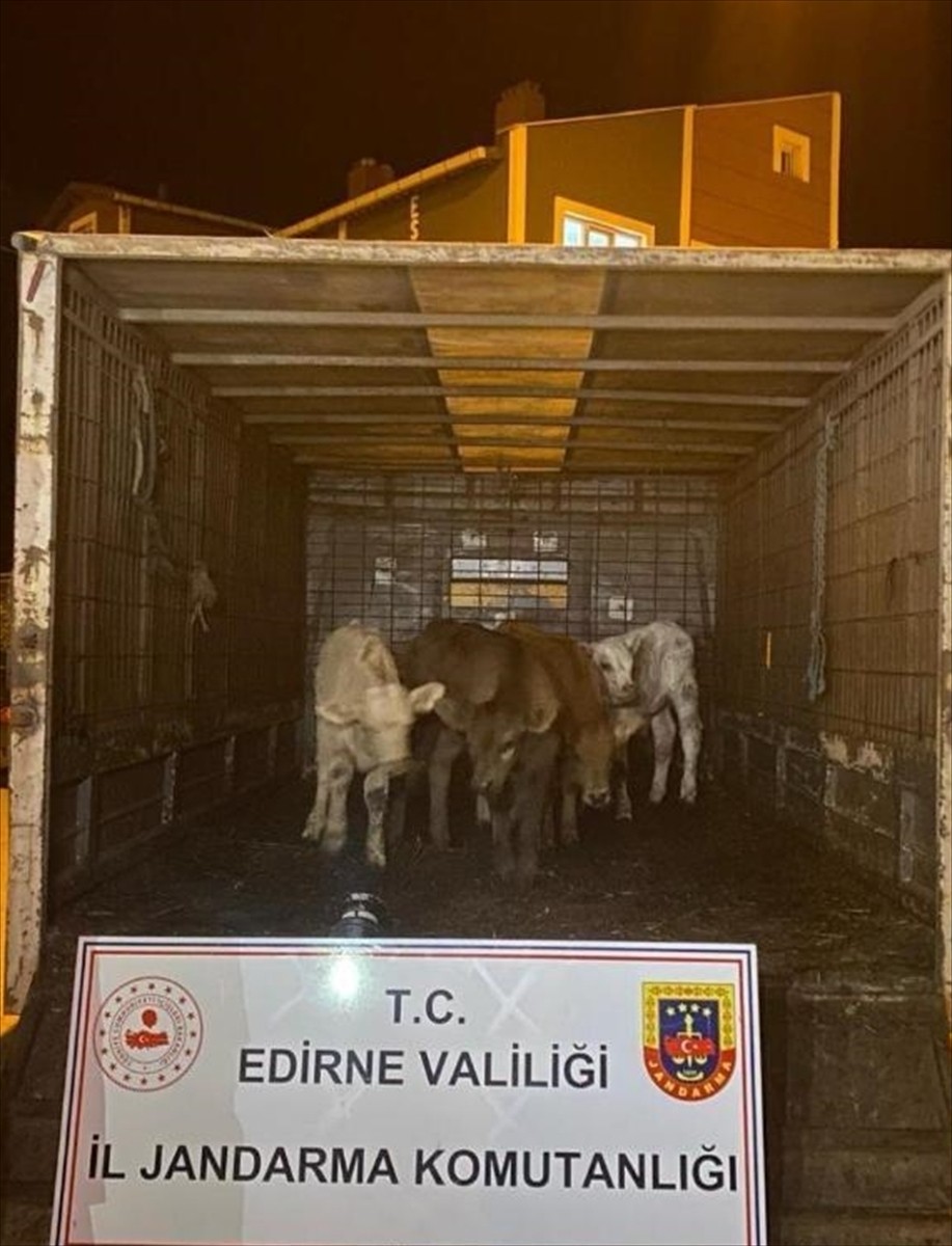 Edirne'de ağıldan çalınan 6 büyükbaş hayvan drone destekli operasyonla bulundu.