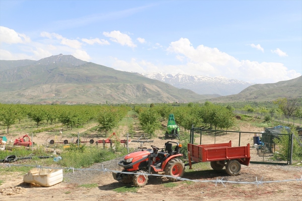 Erzincan’da genel cerrahi uzmanı Prof. Dr. İbrahim Ethem Geçim, köyünde 40 binin üzerinde vişne...