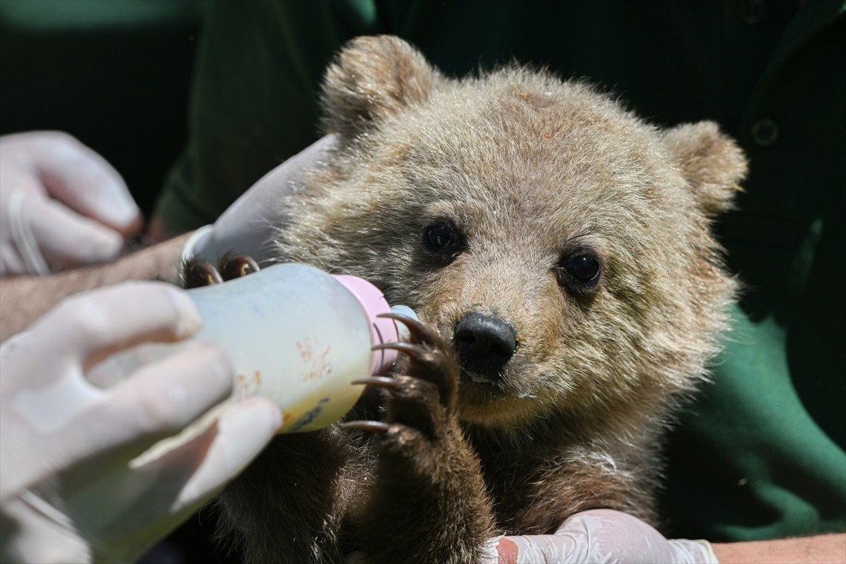 Gaziantep Doğal Yaşam Parkı'nın yeni sakini "Boncuk" isimli 3 aylık ayı yavrusuna özenle...