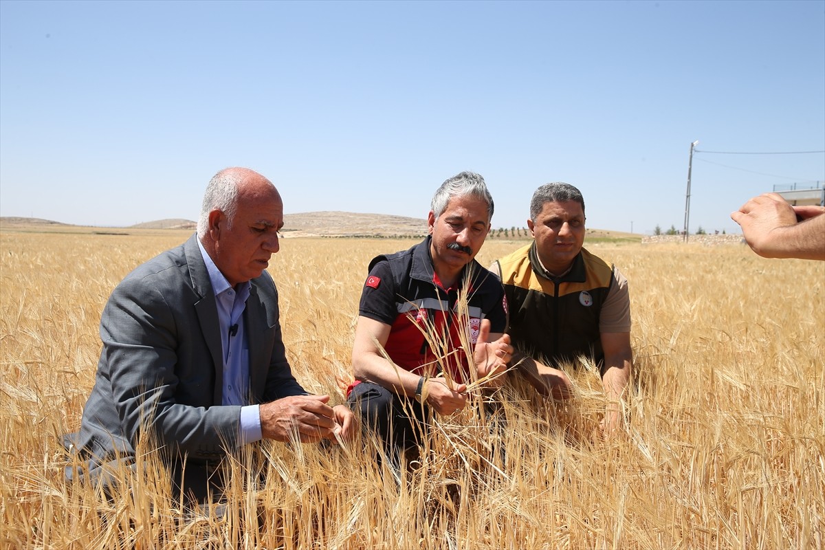 Güneydoğu Anadolu Bölgesi'nin önde gelen hububat merkezlerinden Adıyaman'da arpa hasadına...