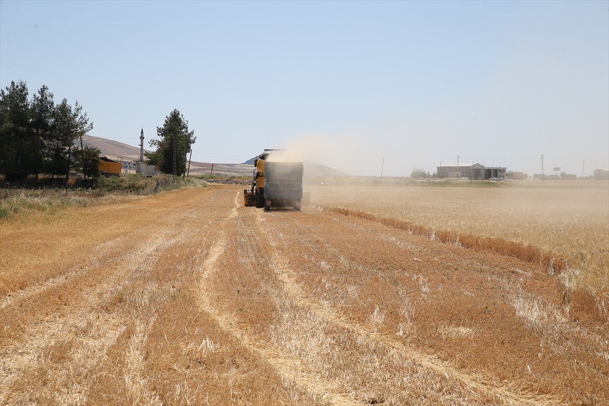 Güneydoğu Anadolu Bölgesi'nin önde gelen hububat merkezlerinden Adıyaman'da arpa hasadına...