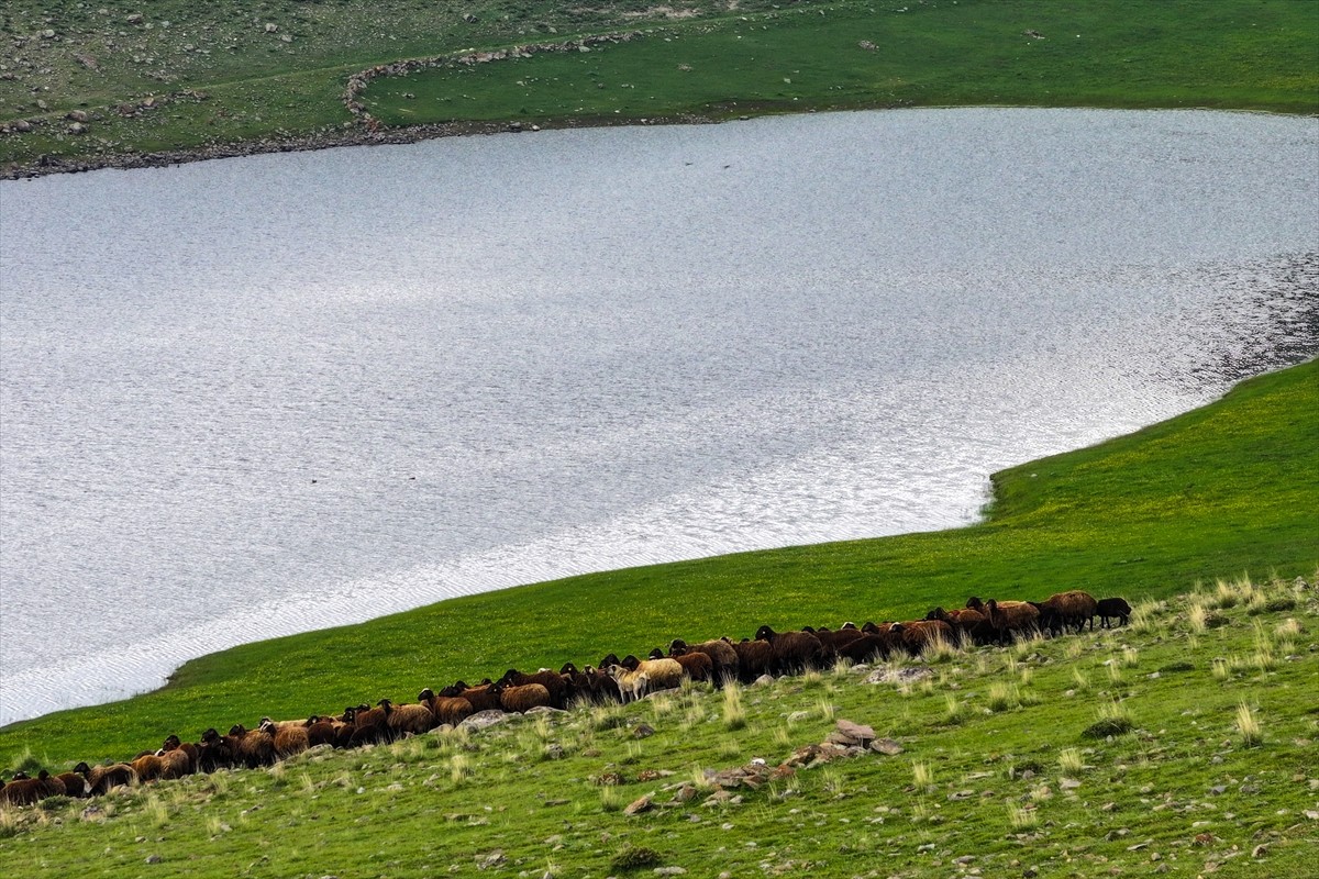 Iğdır'da Tarım ve Orman Bakanlığının "Mera Islah ve Amenajmanı Projesi" kapsamında, 10 bin dönüm...