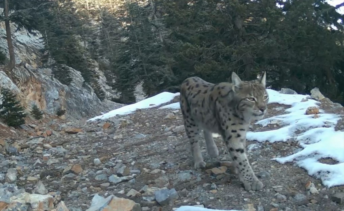 Isparta Uygulamalı Bilimler Üniversitesi (ISUBÜ) öncülüğünde yürütülen Anadolu Parsı Projesi...