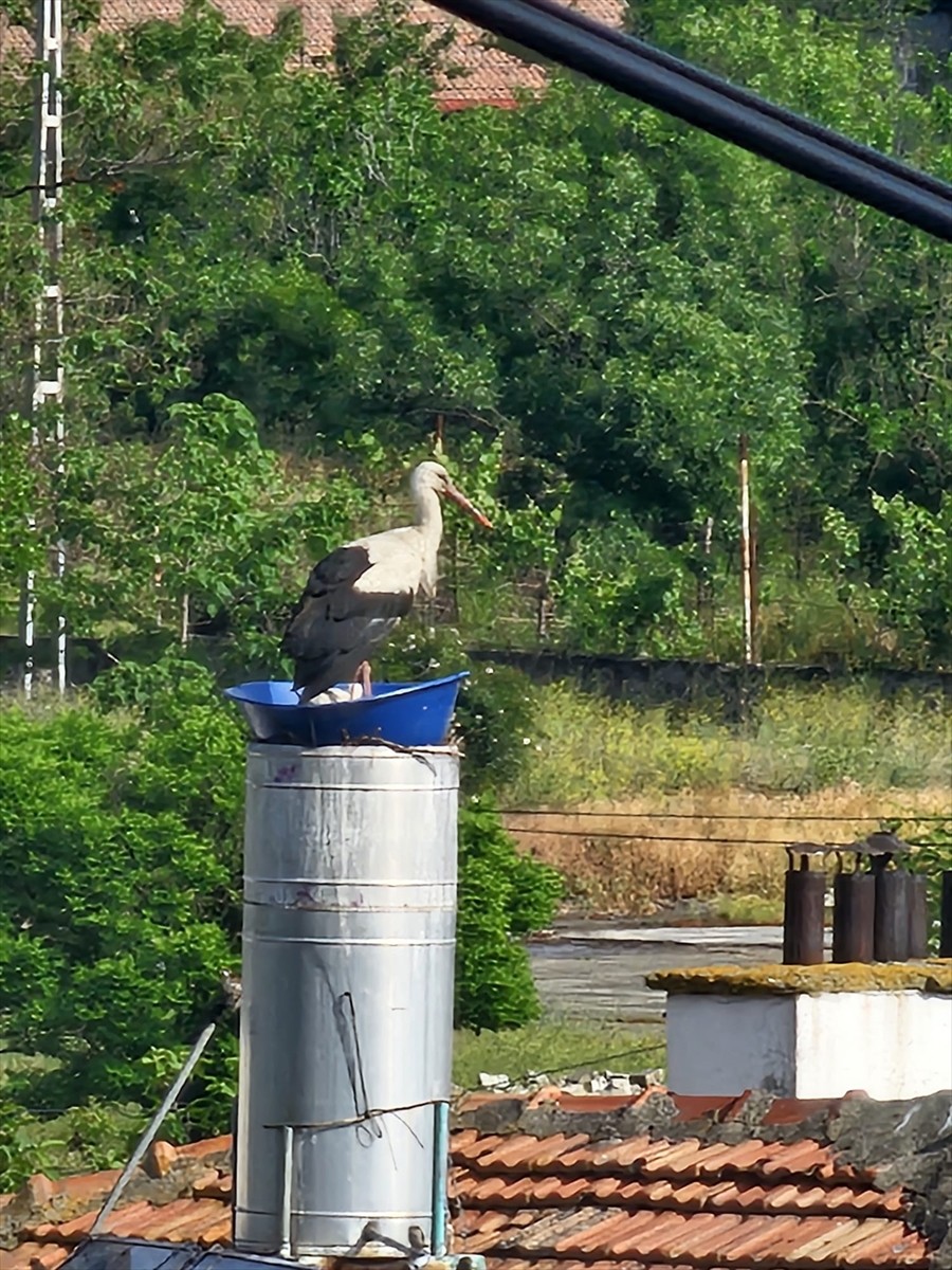 Kastamonu'nun Tosya ilçesinde itfaiye ekipleri, leyleklerin rüzgarda dağılan yuvasının yerine...
