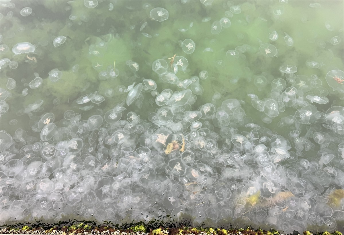 Kilometrelerce kıyı şeridine sahip Sinop'ta çok sayıda denizanası görüntülendi. Mevsimsel...