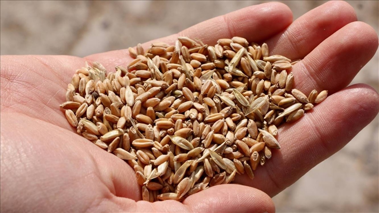 Kırıkkale'de Ücretsiz Fide Dağıtımı 16 Mayıs'ta!