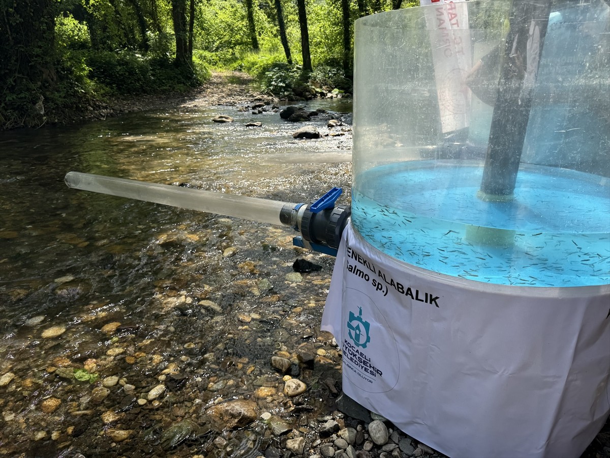 Kocaeli'nin Başiskele ilçesindeki Kirazdere'ye "Orman İçi Sularda Balıklandırma" projesi...