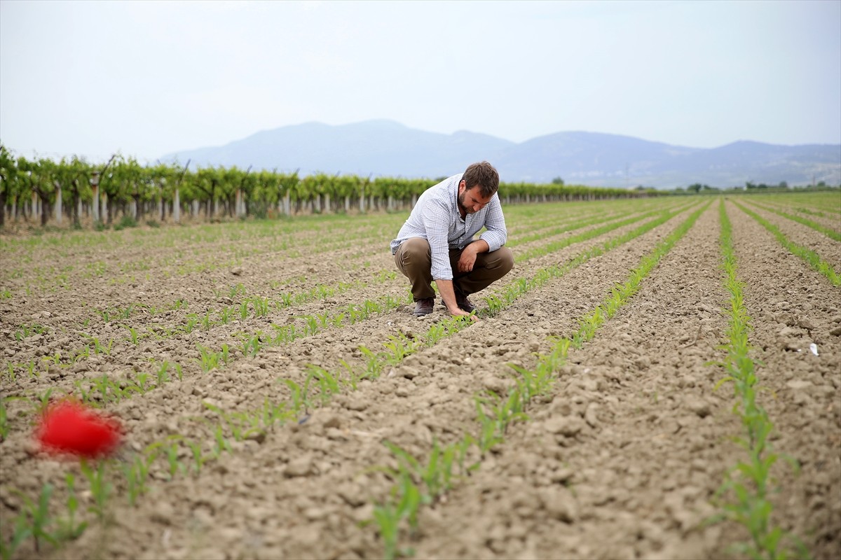 Manisa'da zeytin, zeytinyağı ve çeşitli organik meyve üretimi yapan Tarım Orman Gençlik Konseyi...