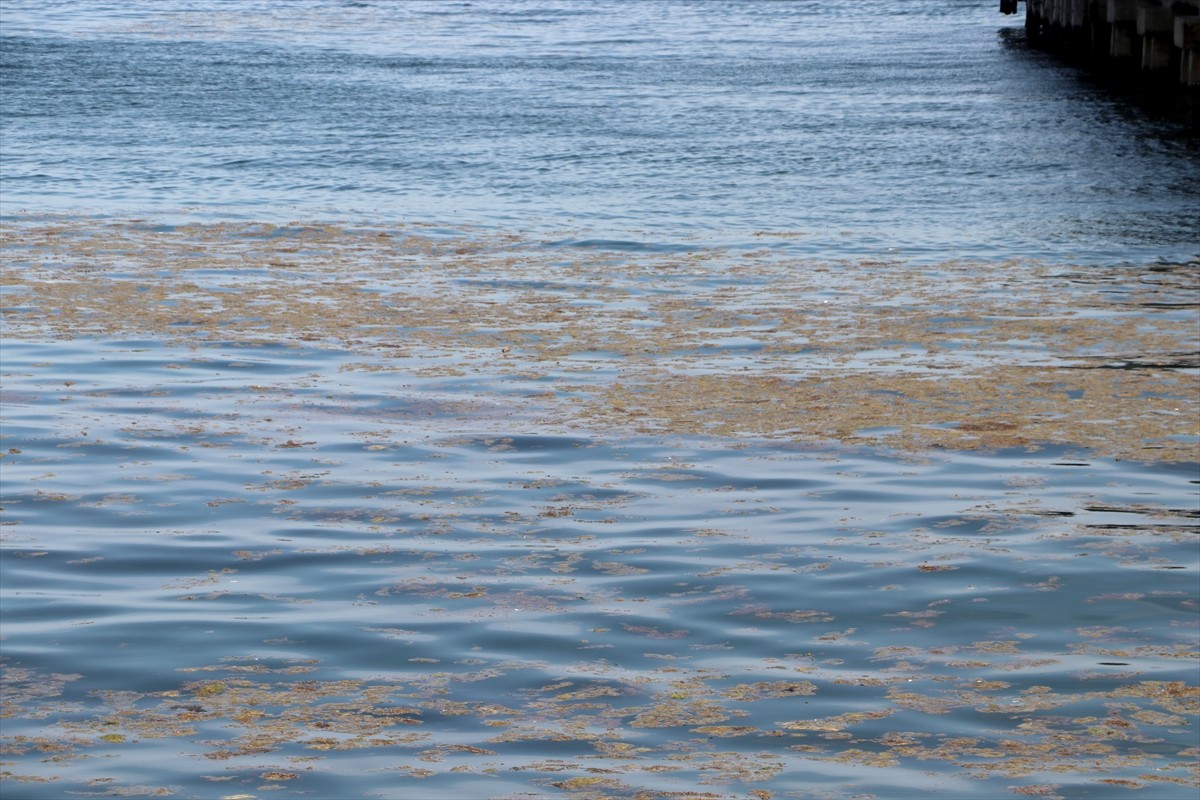 Marmara Denizi'nin Tekirdağ kıyılarında, artan sıcaklıkların etkisiyle alg patlamaları meydana...