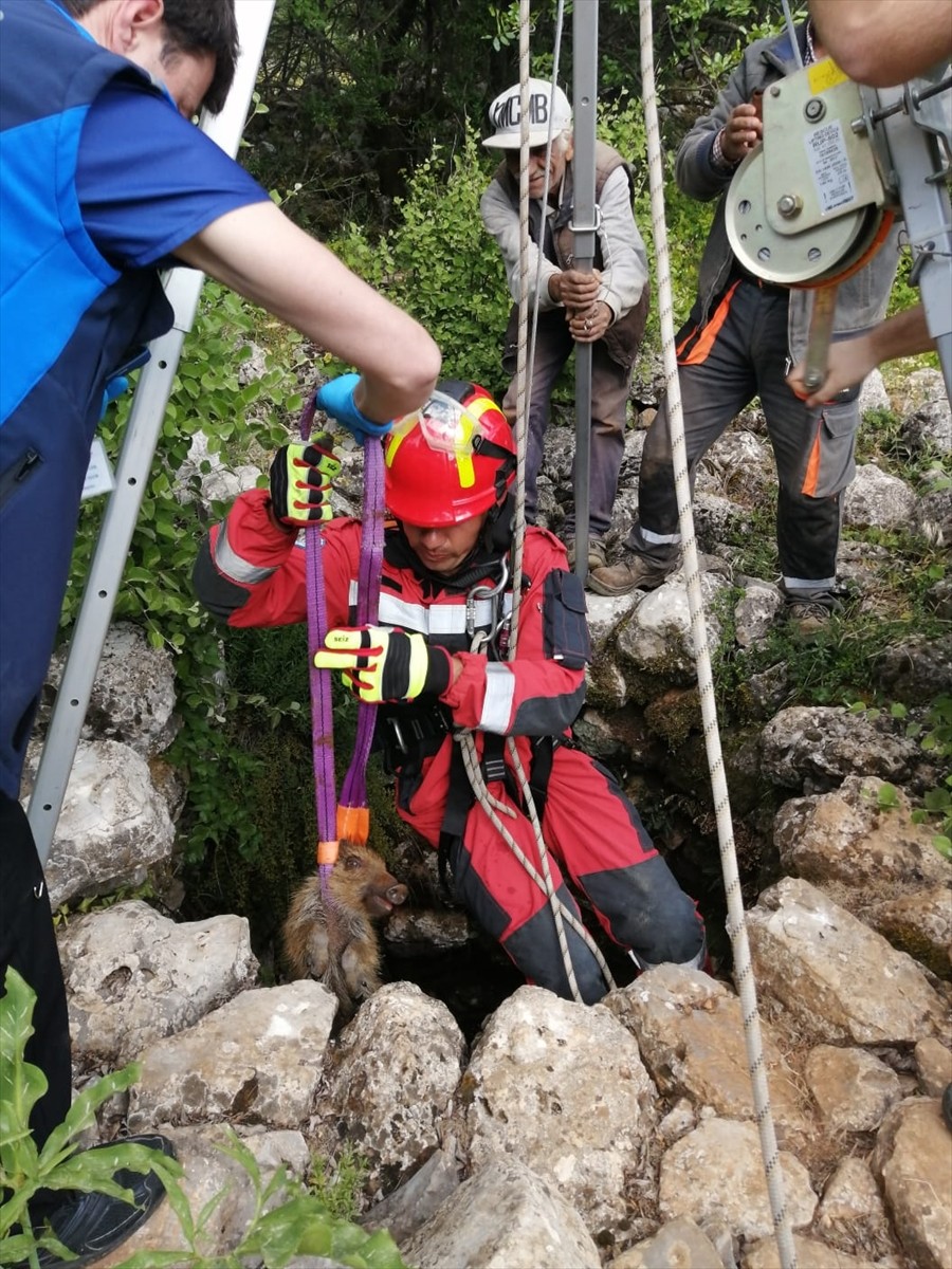 Muğla'da sulama kanalına düşen köpek ve kuyuya düşen domuz yavrusu itfaiye ekiplerince kurtarıldı....