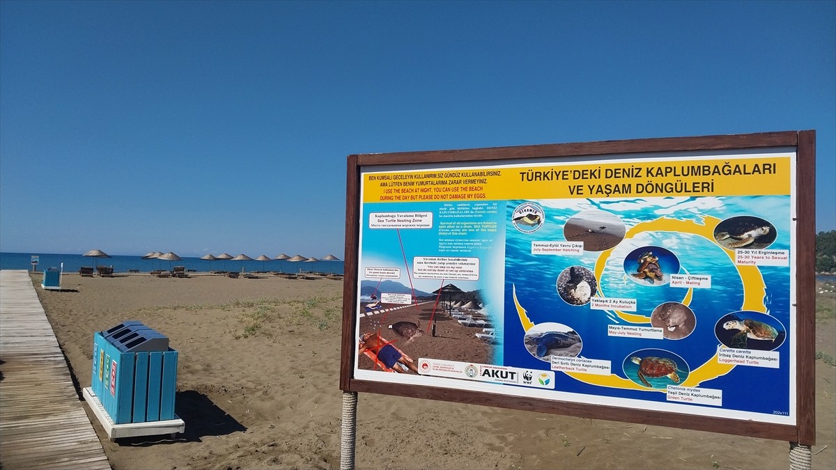 Muğla'nın Ortaca ilçesindeki İztuzu Sahili'nde nesli tükenme tehlikesi altındaki caretta caretta...