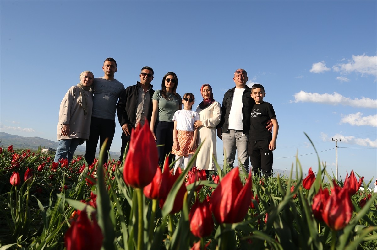 Muş'ta ömrü ortalama 3 hafta olan ve Tarım ve Orman Bakanlığına bağlı Bitkisel Üretim Genel...