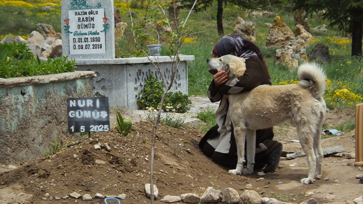 Nevşehir'in Derinkuyu ilçesinde "Garip" adlı köpek, 1 Mayıs'ta cenazesi toprağa verilen sahibi...