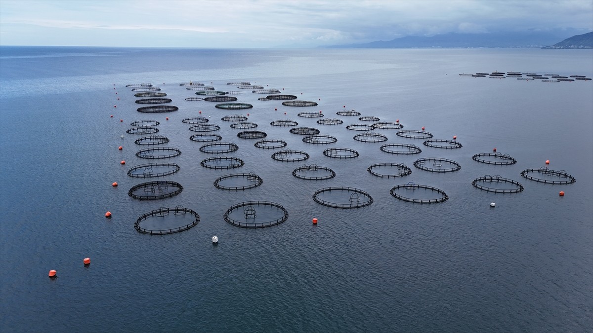 Ordu'da kafes balıkçılığı tesislerinde üretilen Türk somonunun bu yıl kent ekonomisine yaklaşık 1...