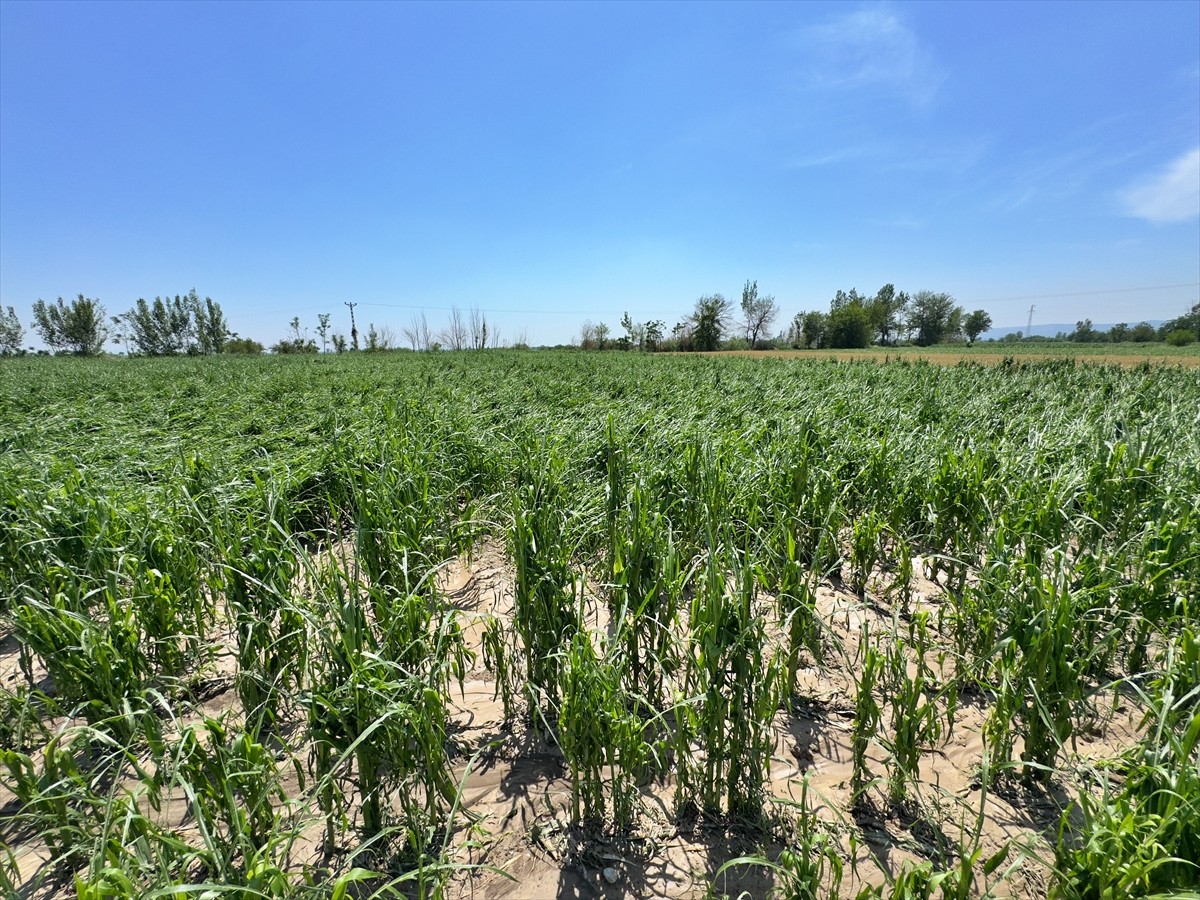 Osmaniye'nin Sumbas ilçesinde dün etkili olan sağanak ve dolu, tarım arazilerinde zarara yol...