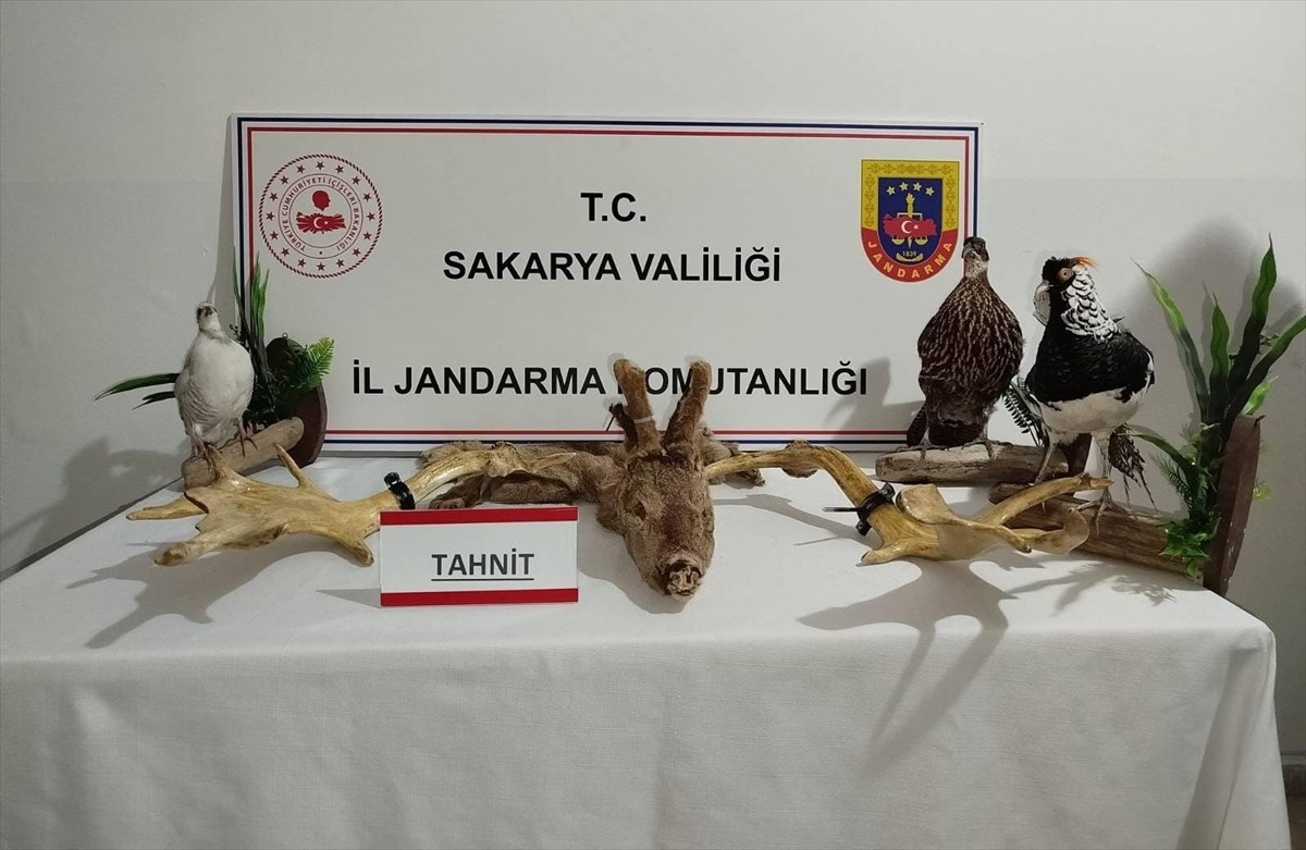 Sakarya'da hayvan kaçakçılığı operasyonunda, çeşitli cinslerde 57 ördek, 13 sülün, 26 tavus kuşu...