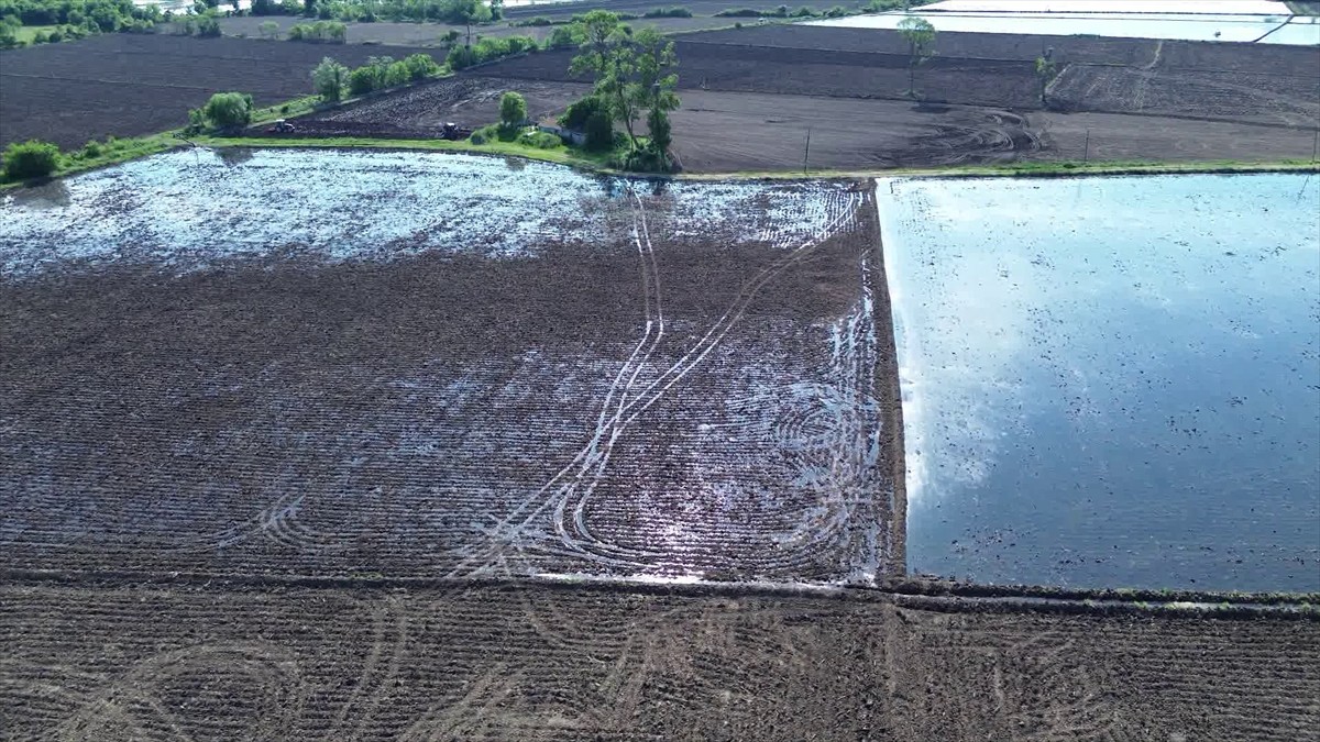 Samsun'un Bafra ilçesinde çeltik ekimi yapılan arazilerdeki sulama sorunları yerinde incelenerek...