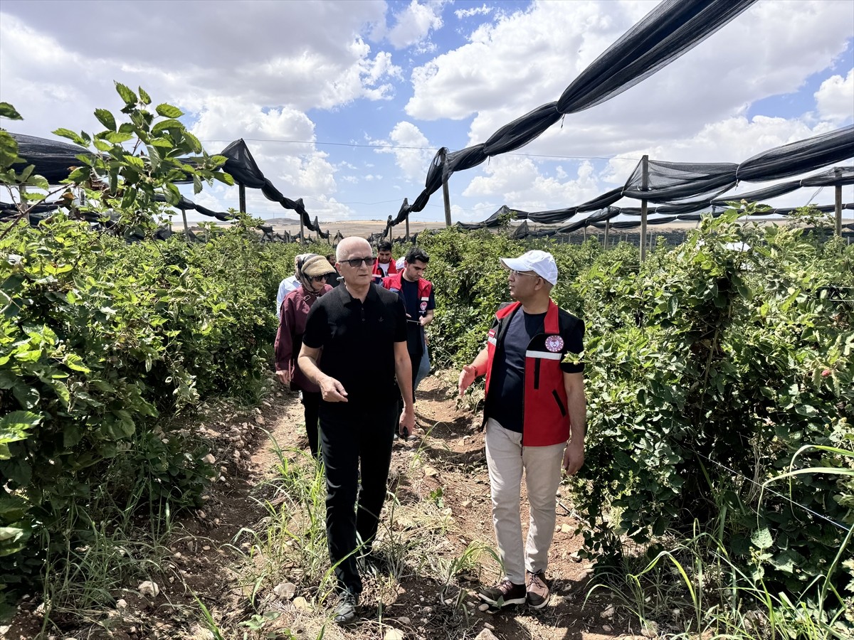Siirt'te GAP Bölge Kalkınma İdaresi Başkanlığının desteğiyle 34 milyon lira tutarında 250 dekar...