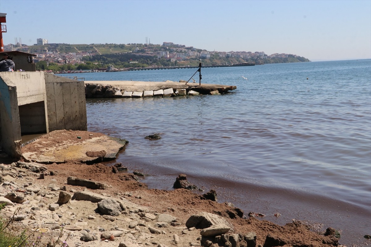 Tekirdağ'da kuvvetli rüzgar nedeniyle sahilin bir kısmı kırmızı yosunla kaplandı.