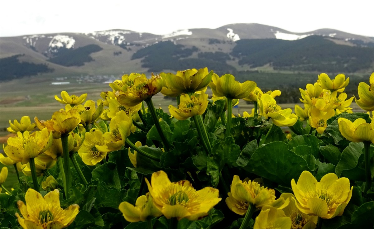 Türkiye'nin en yüksek yerleşim birimlerinden Kars'ın Sarıkamış ilçesinin 2 bin 200 rakımlı doğası...