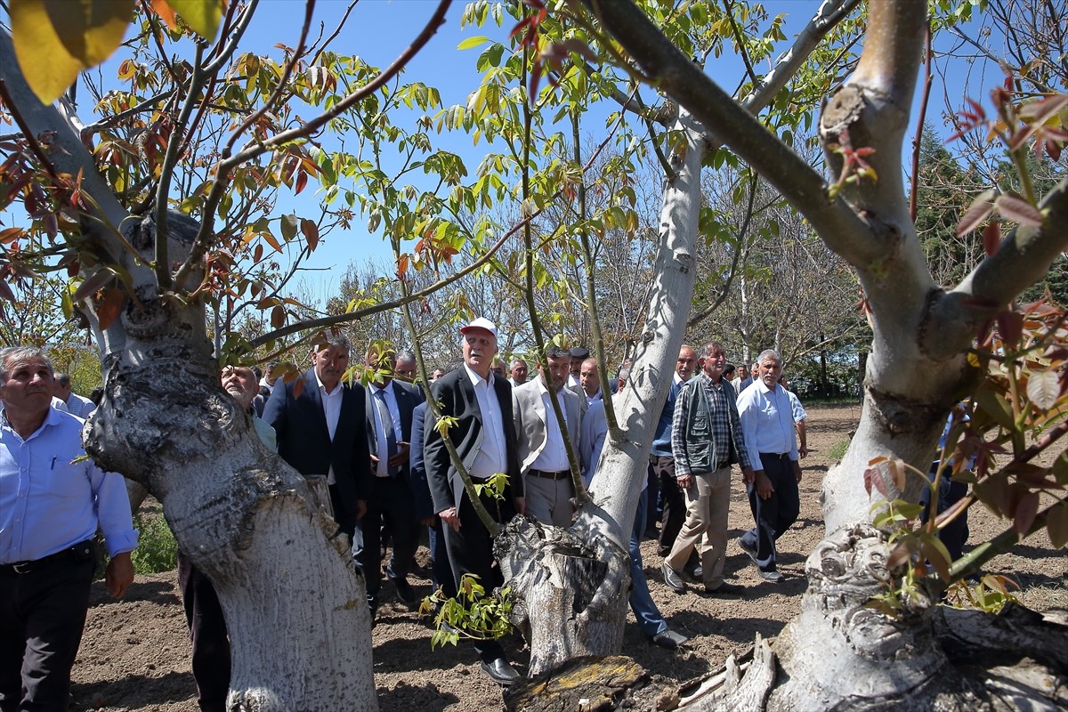 Türkiye Ziraat Odaları Birliği (TZOB) Genel Başkanı Şemsi Bayraktar, Çorum'da dondan etkilenen...