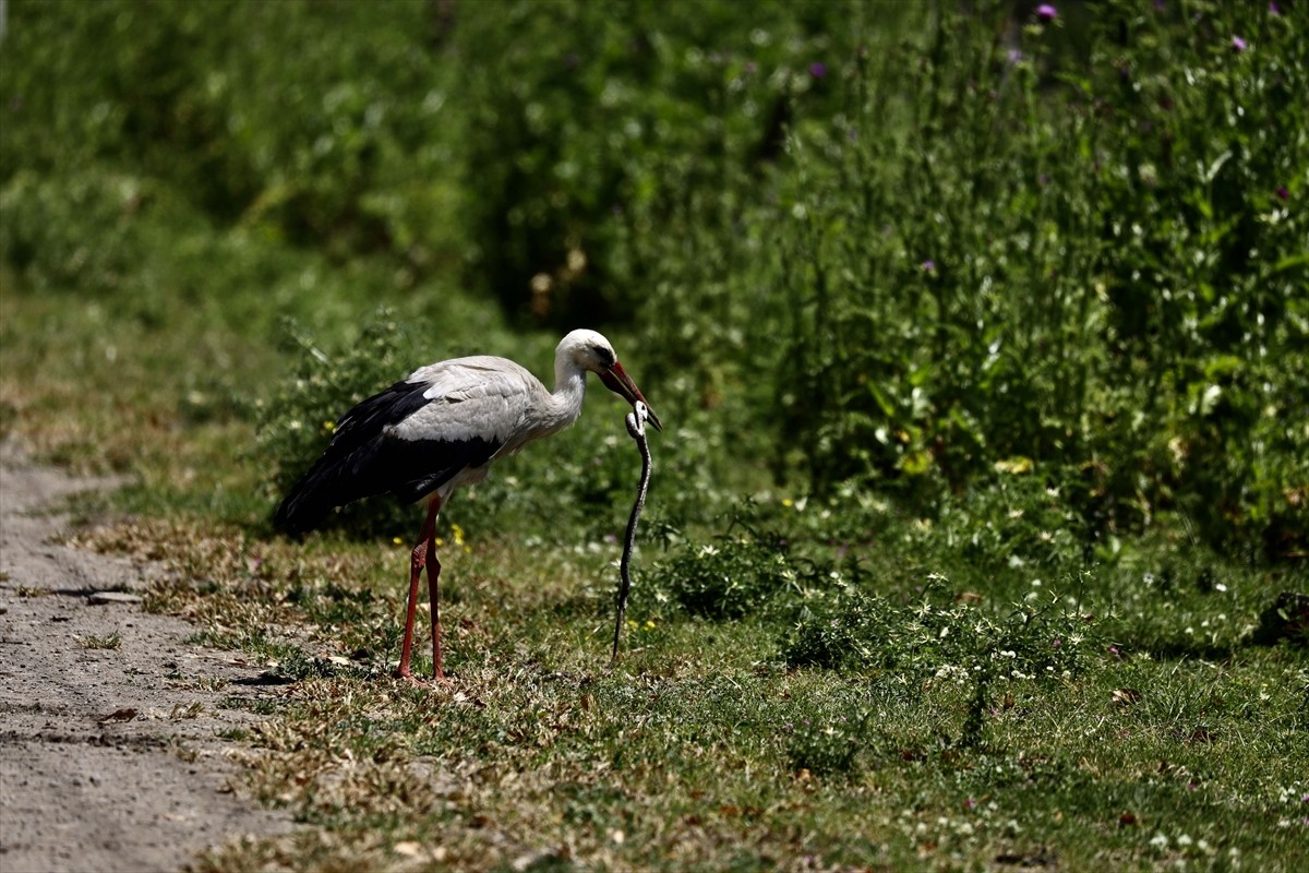UNESCO Dünya Miras Geçici Listesi&#039;ne 2016 yılında giren ve 365 kuş türüne ev sahipliği yapan...