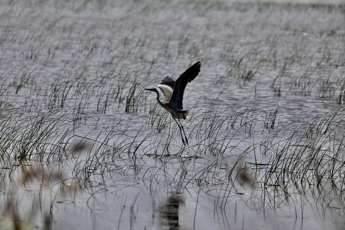 UNESCO Dünya Miras Geçici Listesi&#039;ne 2016 yılında giren ve 365 kuş türüne ev sahipliği yapan...