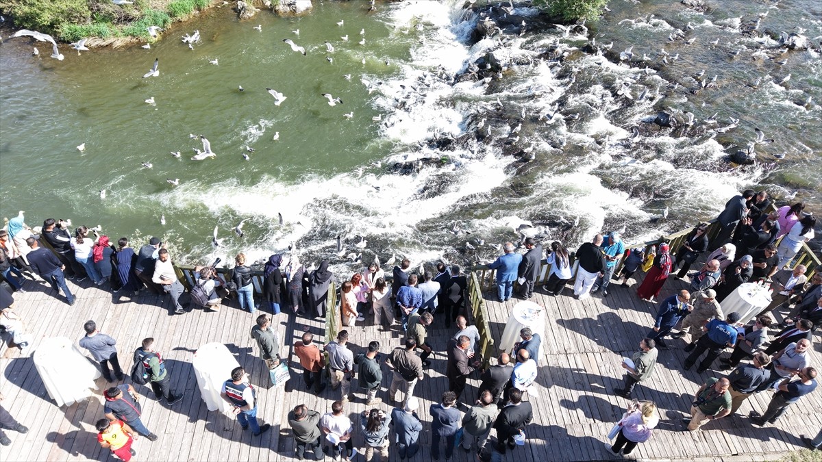 Van'ın Erciş ilçesinde bu yıl 12'ncisi düzenlenen "Uluslararası İnci Kefali Göçü Kültür ve Sanat...