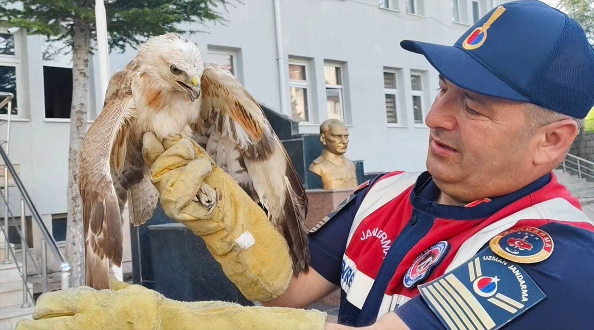 Yozgat'ın Sorgun ilçesinde jandarma ekiplerince yaralı bulunan şahin, tedavi altına alındı. Şahin...