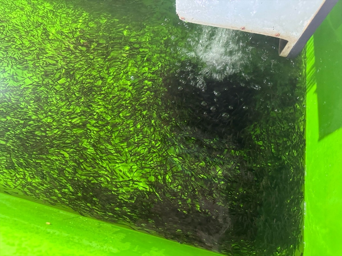 Zengin su kaynakları sayesinde balık yavrusu yetiştiriciliğinde tedarikçi konumdaki Erzincan'da...