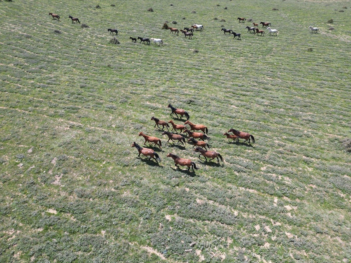 Afyonkarahisar'ın Emirdağ ilçesindeki yılkı atları, doğal yaşam alanlarında havadan...