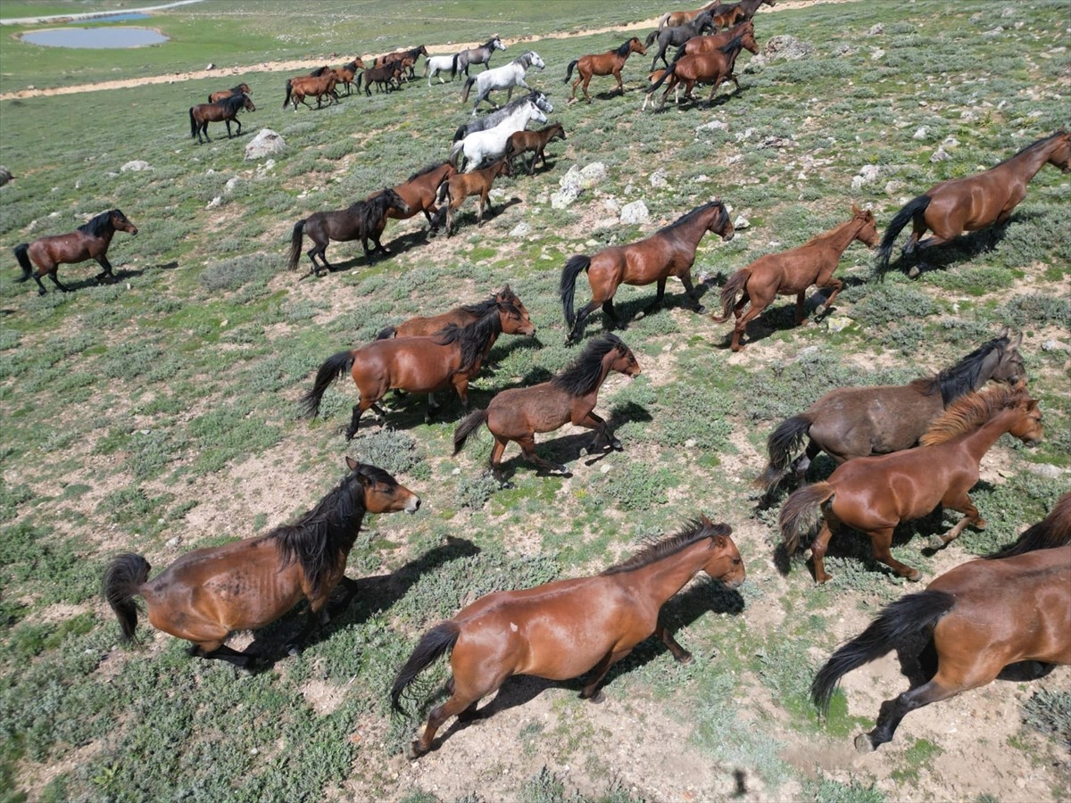 Afyonkarahisar'ın Emirdağ ilçesindeki yılkı atları, doğal yaşam alanlarında havadan...