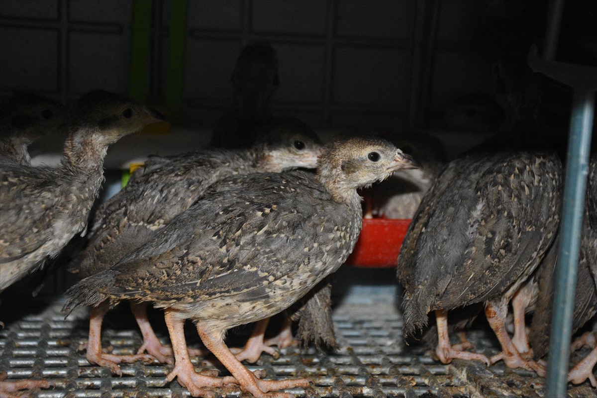 Afyonkarahisar'ın Şuhut ilçesinde Keklik Üretme İstasyonu'ndaki yüzlerce keklik, her yıl...