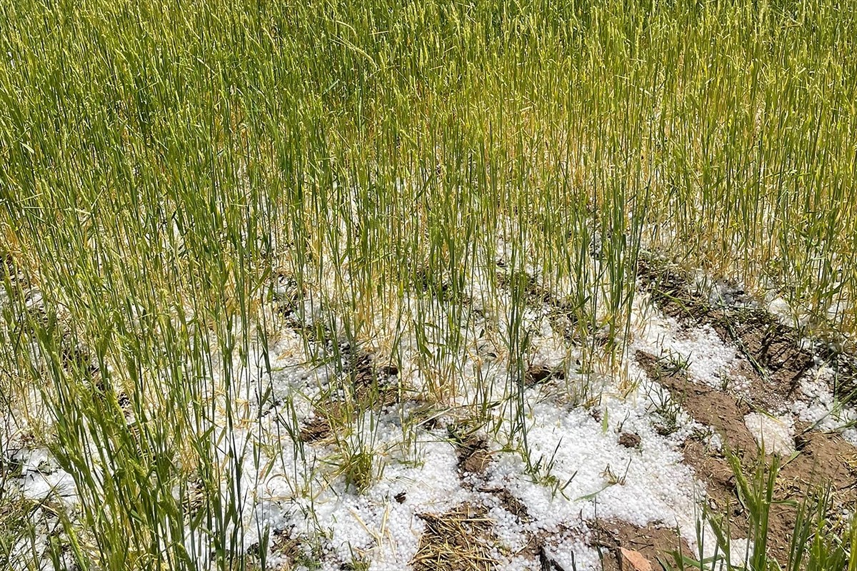 Aksaray'ın merkez ilçesine bağlı köylerinde etkili olan dolu, tarım arazilerinde zarara yol...