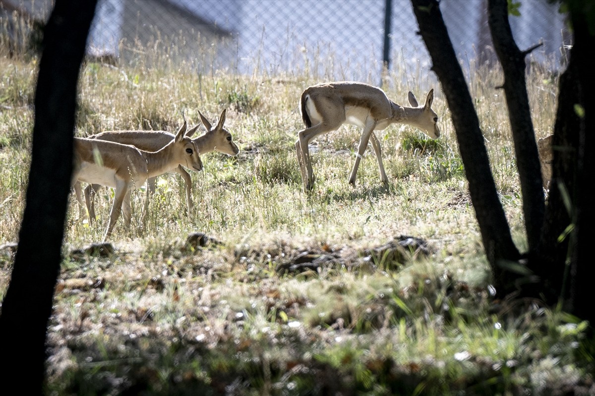 Altınköy Açık Hava Müzesi'nde dünyaya gelen üç ceylan yavrusu, kendileri için oluşturulan doğal...