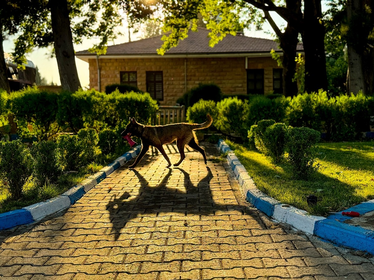 Anadolu Ajansı (AA) Kahramanmaraş muhabirleri tarafından yaklaşık 1 ay önce barınaktan...