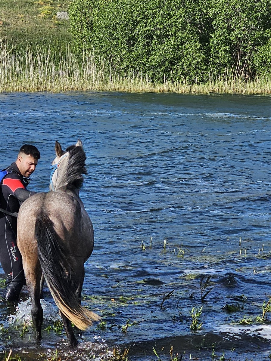 Ardahan'da, Çıldır Gölü'ndeki adacıkta mahsur kalan at, Afet ve Acil Durum Müdürlüğü (AFAD)...
