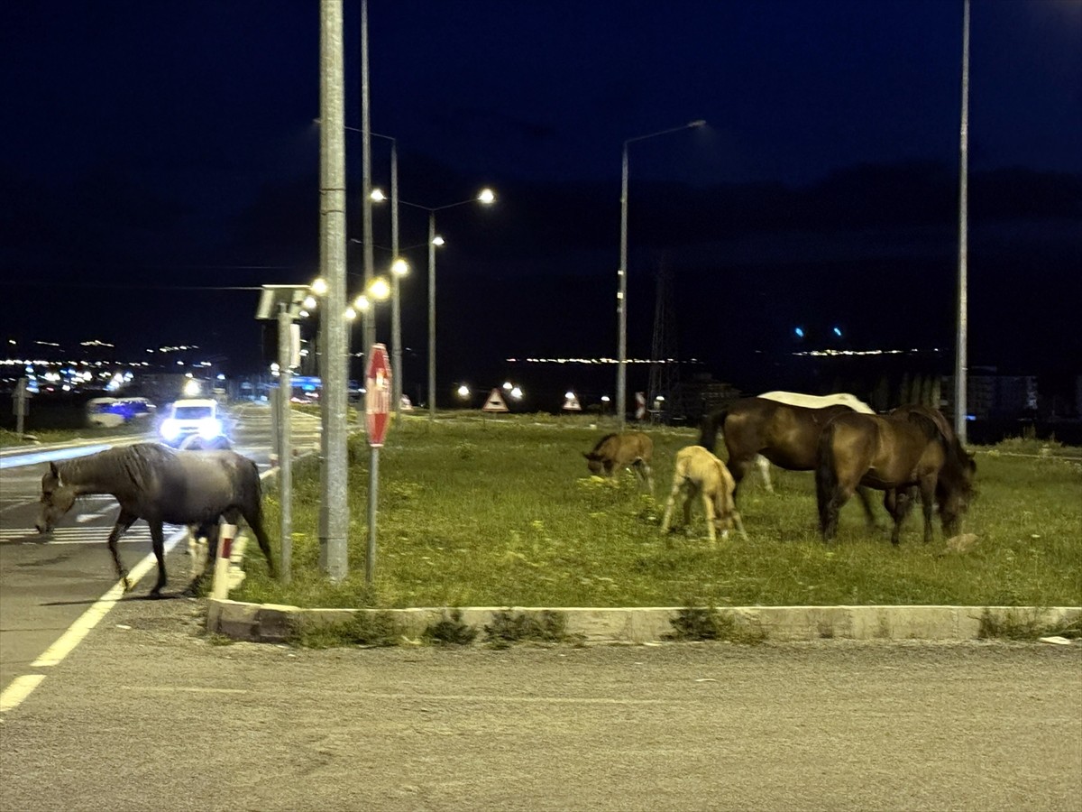 Ardahan'da yiyecek bulmak için kara yoluna inen yılkı atları nedeniyle ulaşım aksadı.