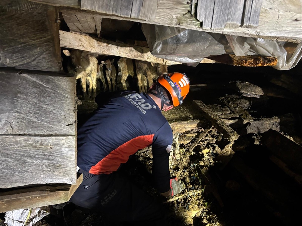  Artvin'in Borçka ilçesinde çöken ahırın enkazındaki 33 büyükbaş hayvan, AFAD ve jandarma...