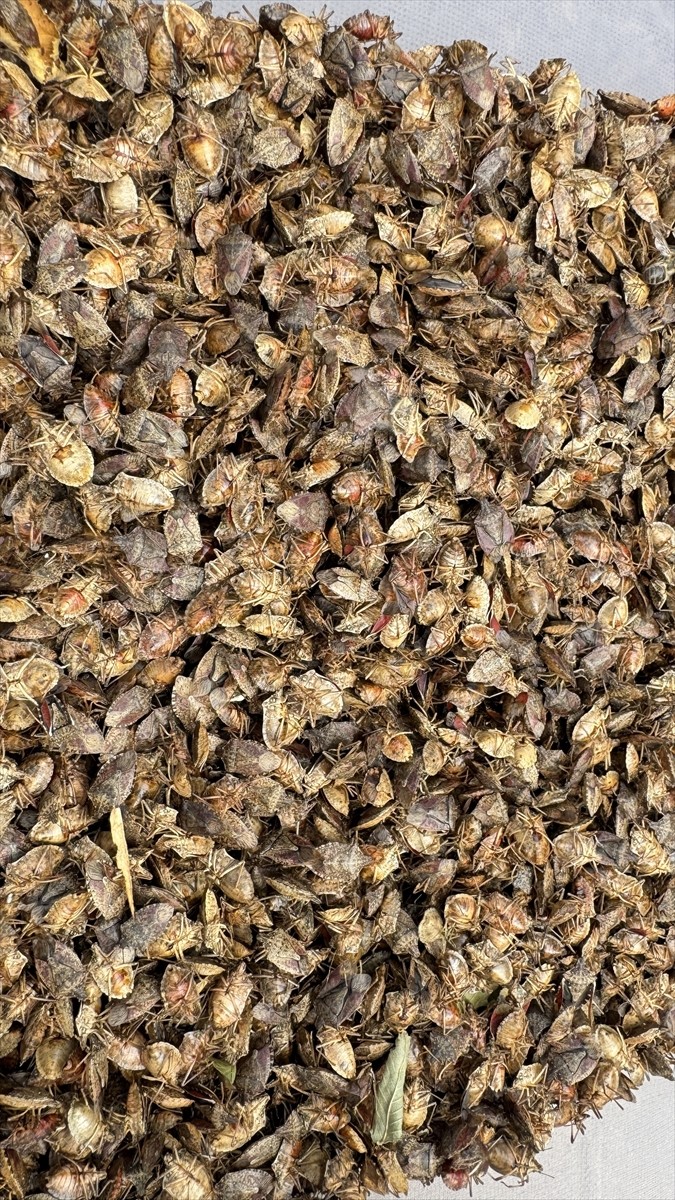  Artvin'in Borçka ilçesinde kahverengi kokarcayla biyolojik mücadele amacıyla üretilen samuray...