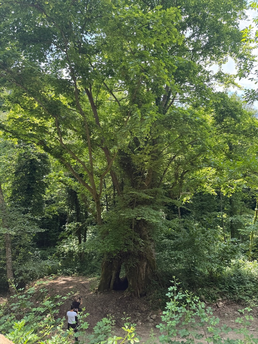 Bartın'da yaklaşık 500 yıllık olduğu tahmin edilen ağacın anıt ağaç olarak tescillenmesi için...