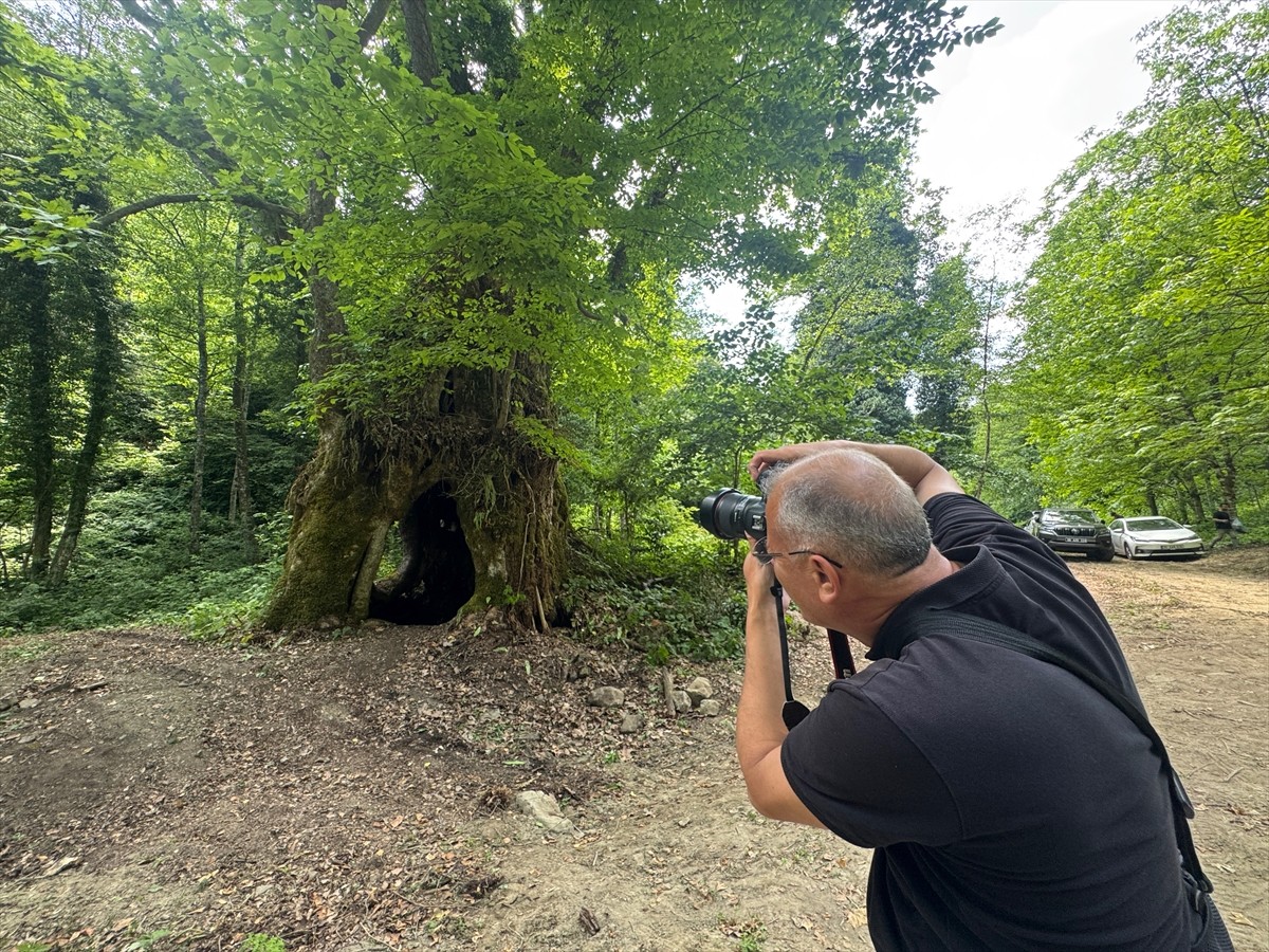 Bartın'da yaklaşık 500 yıllık olduğu tahmin edilen ağacın anıt ağaç olarak tescillenmesi için...