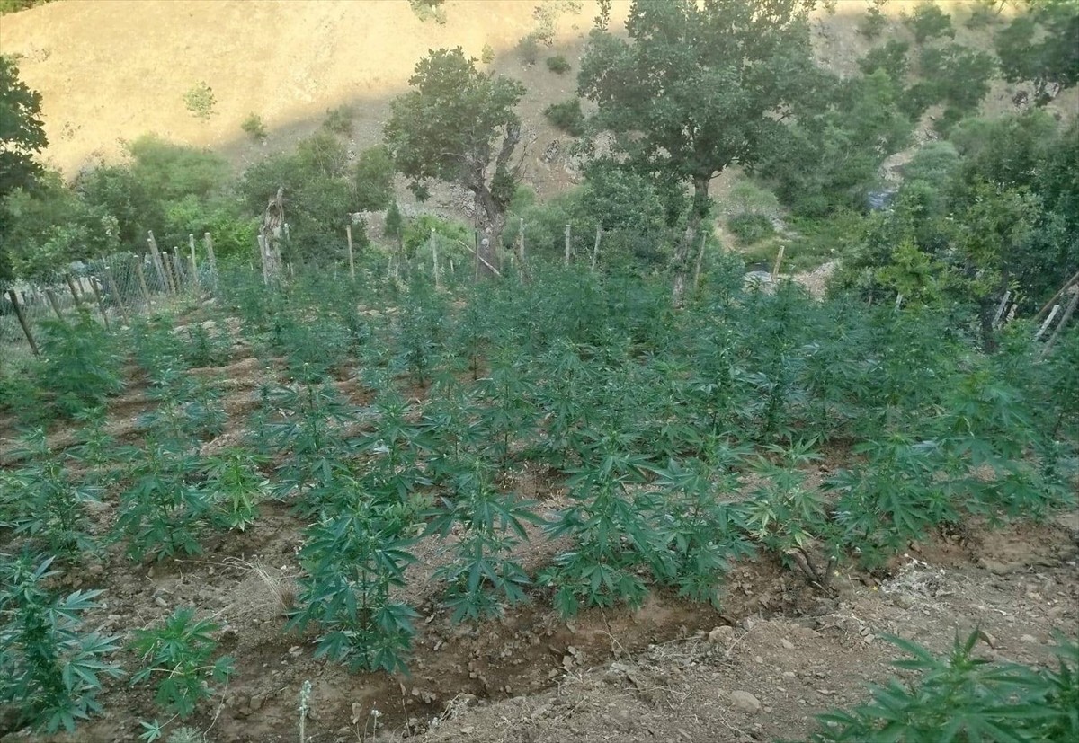 Bingöl'ün Genç ilçesinde düzenlenen operasyonda 15 bin 300 kök Hint keneviri ele geçirildi.