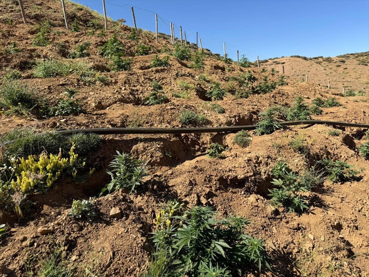 Bingöl’ün Genç ilçesinde düzenlenen operasyonda, 9 bin 300 kök skunk ve 7 bin 945 kök Hint...