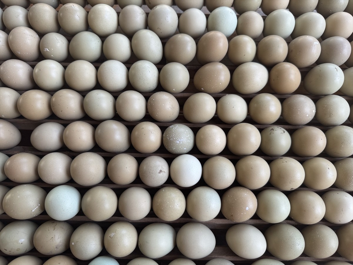 Doğa Koruma ve Milli Parklar Samsun 11. Bölge Müdürlüğü, Gelemen Sülün Üretme İstasyonu'nda bu yıl...