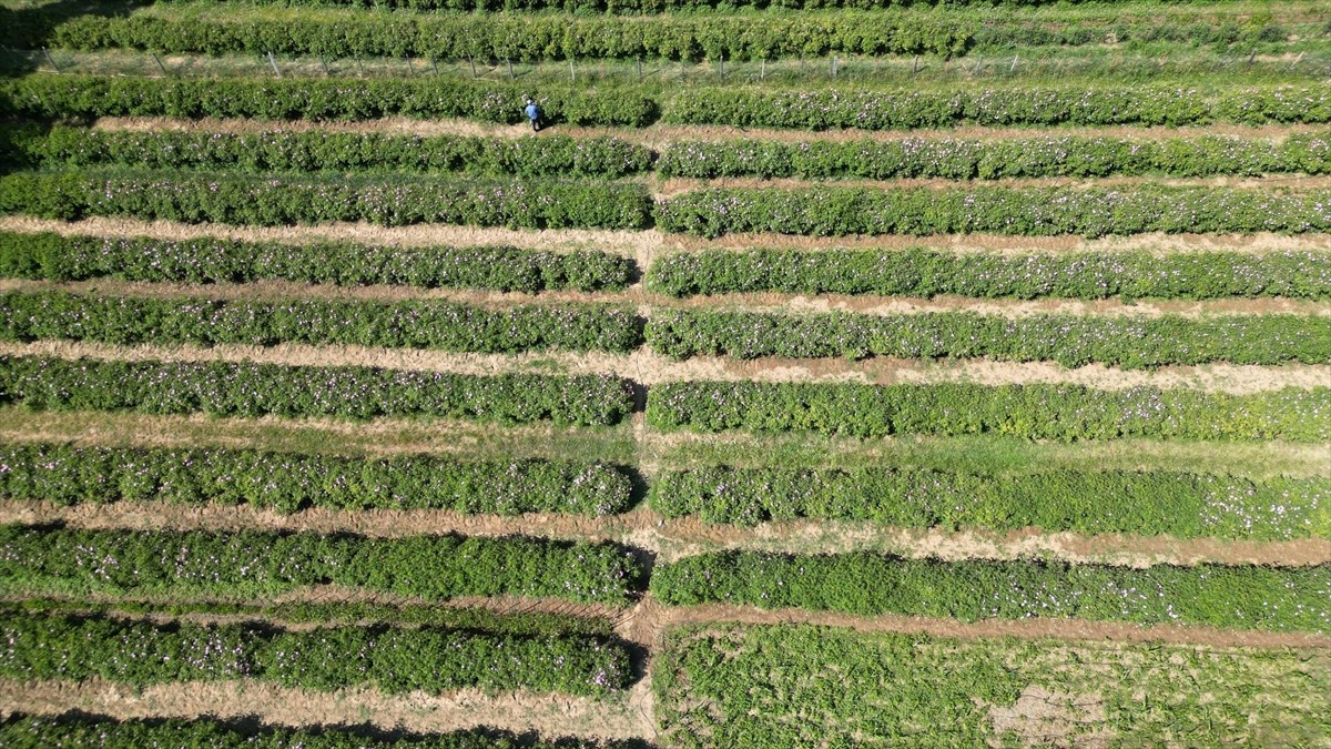 Dünya gül yağı üretiminin yüzde 65'inin gerçekleştirildiği Isparta'da gül hasadı yaylalarda devam...