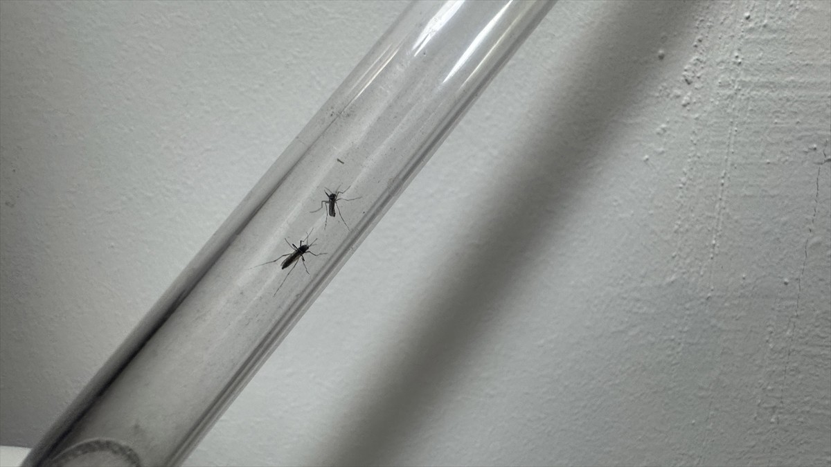 Erciyes Üniversitesi Veteriner Fakültesi Parazitoloji Ana Bilim Dalı Öğretim Üyesi ve Vektörler ve...