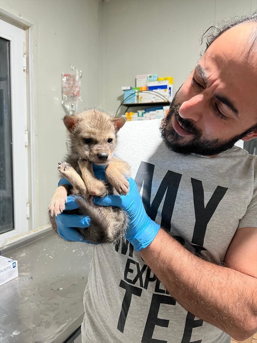 Erzurum'un Narman ilçesinde bitkin halde bulunan kurt yavrusu, Doğa Koruma Milli Parklar (DKMP)...