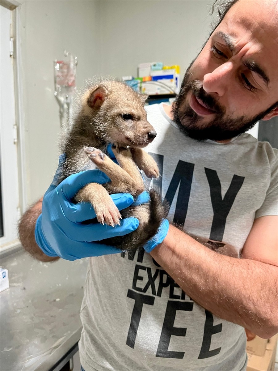 Erzurum'un Narman ilçesinde bitkin halde bulunan kurt yavrusu, Doğa Koruma Milli Parklar (DKMP)...