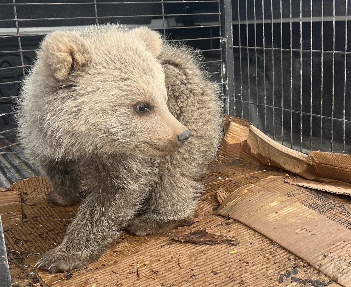 Erzurum'un Şenkaya ilçesinde bitkin halde bulunan ayı yavrusu koruma altına alındı.